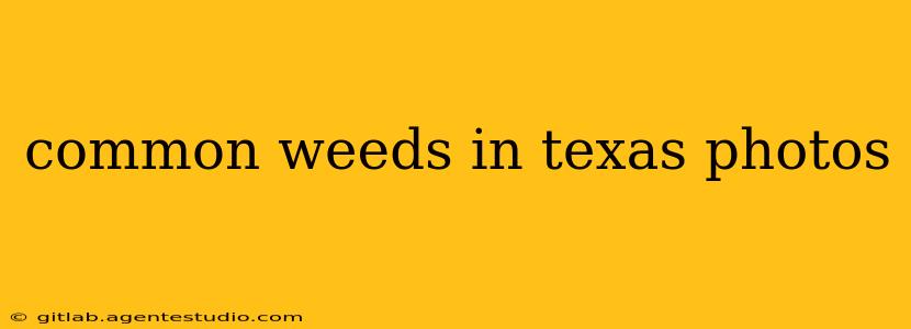 common weeds in texas photos