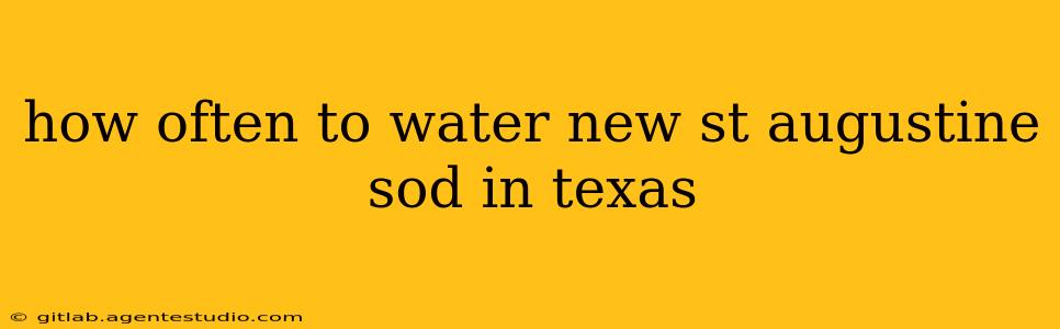 how often to water new st augustine sod in texas