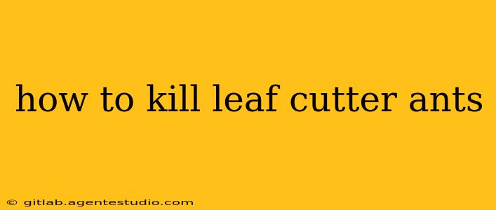 how to kill leaf cutter ants