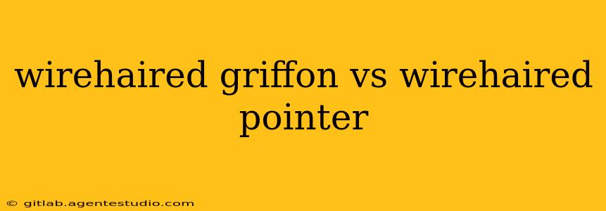 wirehaired griffon vs wirehaired pointer